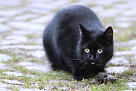 cat watching video of dead owner fake|Cat's Devastated Reaction After Owner Passes Away Is.